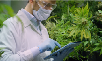 Astudiaeth Newydd yn Datgelu Sut Mae CBD yn Atal Sgil Effeithiau Negyddol O THC
